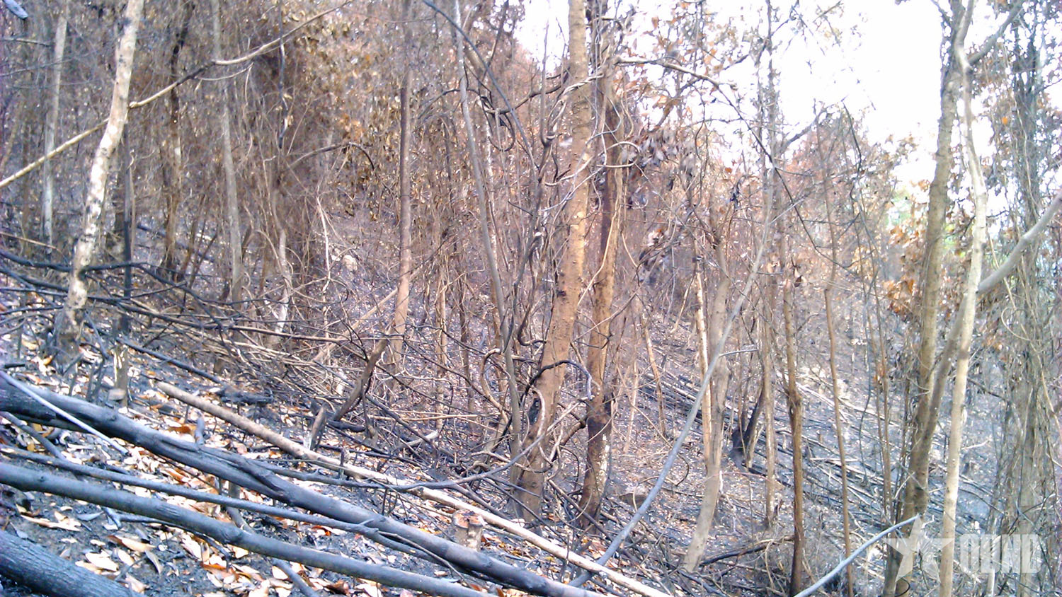 Cảnh báo nguy cơ cháy rừng trong cả nước