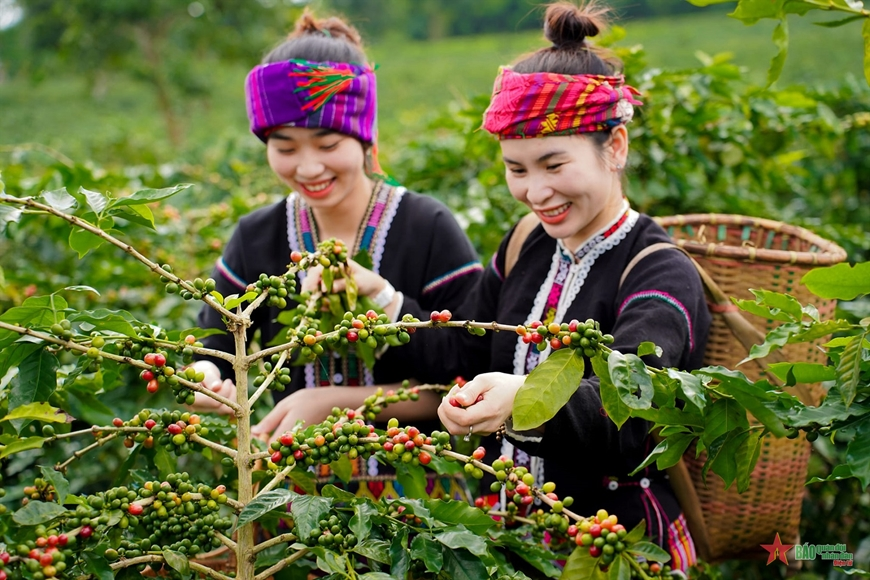 Bản tin nông sản hôm nay (12-4): Giá cà phê, hồ tiêu đồng loạt tăng