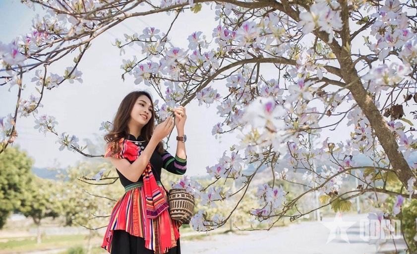 Điện Biên xây dựng “Tuyến đường hoa ban dài nhất Việt Nam”