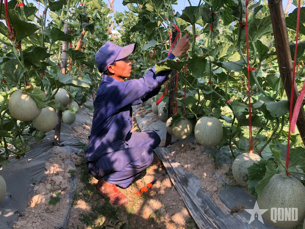 Hiệu quả mô hình trồng dưa lưới tại Lữ đoàn Pháo phòng không 573