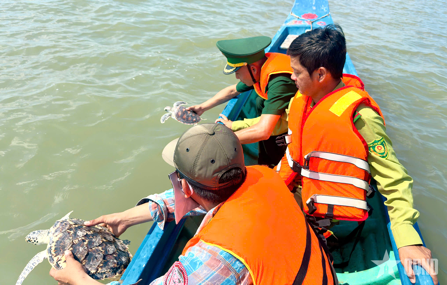 Cà Mau: Thả về biển hai cá thể rùa biển quý hiếm sau khi được cứu hộ