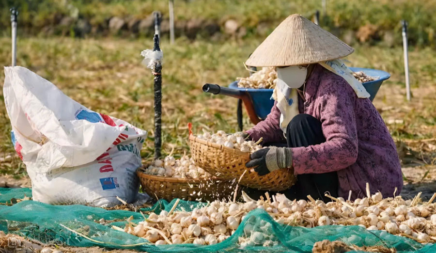 Thư về tòa soạn: Để thương hiệu tỏi Lý Sơn vươn xa