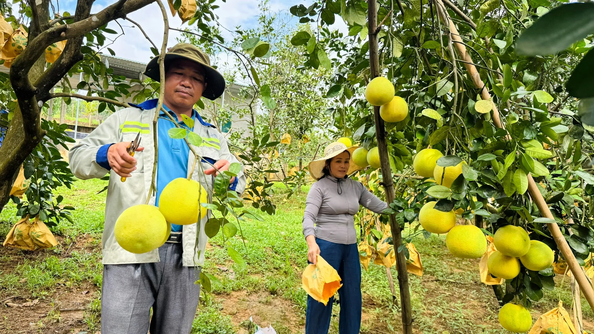 Bưởi Việt Nam đã rộng cửa vào thị trường Australia