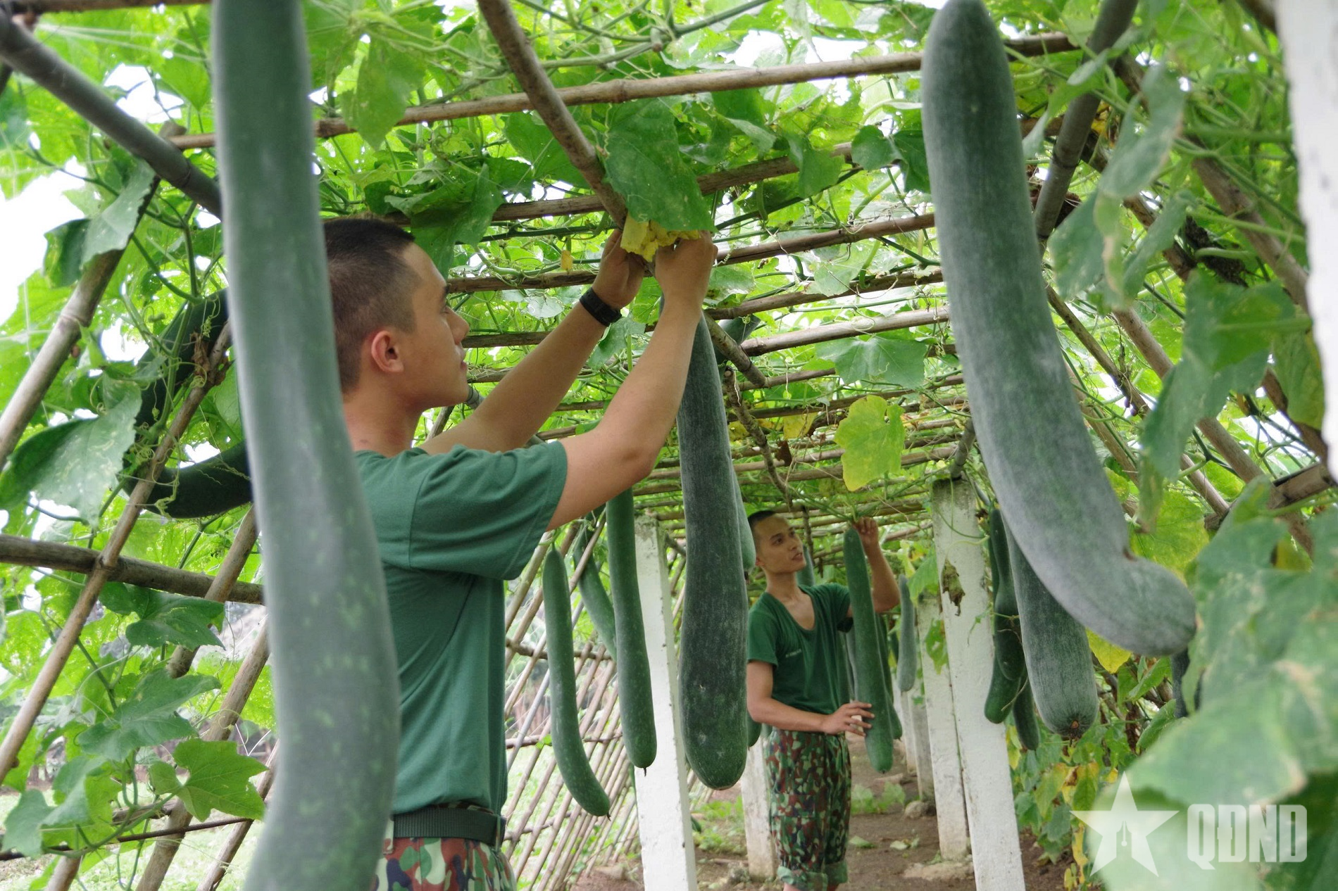 Lữ đoàn 299 triển khai các nội dung tham gia Hội thi “Tăng gia sản xuất, chế biến tập trung” 