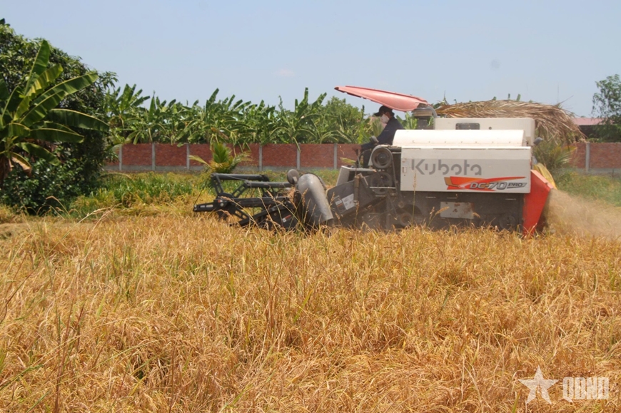 Li&ecirc;n kết l&uacute;a gạo C&agrave; Mau: Doanh nghiệp-n&ocirc;ng d&acirc;n chưa gặp nhau ở lợi &iacute;ch
