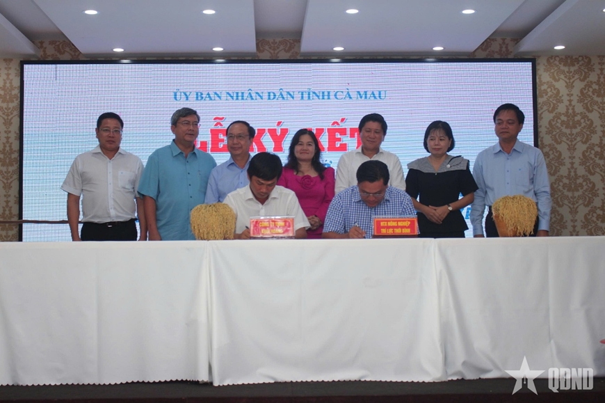 Li&ecirc;n kết l&uacute;a gạo C&agrave; Mau: Doanh nghiệp-n&ocirc;ng d&acirc;n chưa gặp nhau ở lợi &iacute;ch