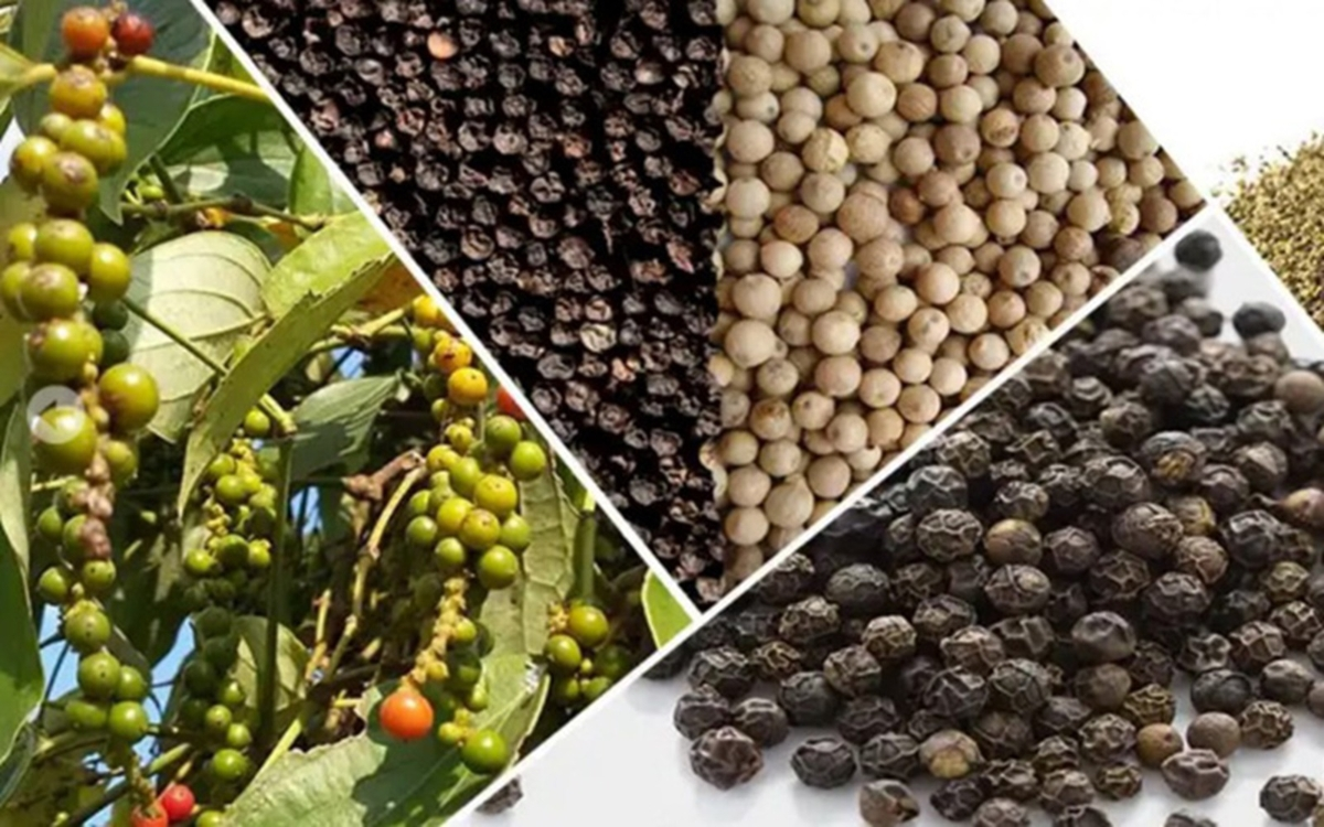 Bản tin nông sản hôm nay (28-4): Giá cà phê, hồ tiêu, lúa gạo cùng đi ngang