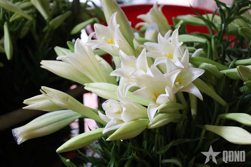 M&ugrave;a loa k&egrave;n khởi sắc tr&ecirc;n đất Thủ đ&ocirc;