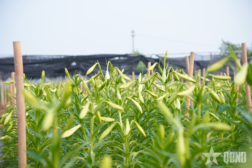 M&ugrave;a loa k&egrave;n khởi sắc tr&ecirc;n đất Thủ đ&ocirc;