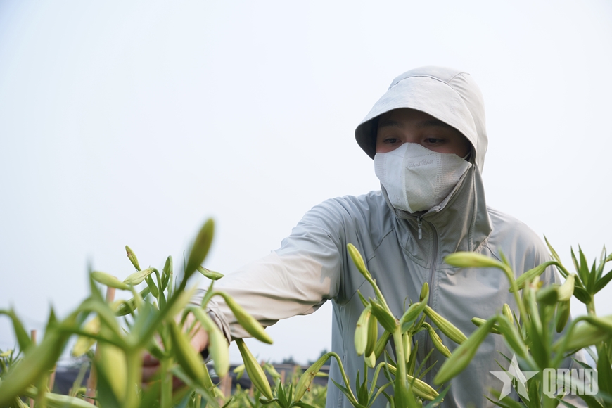 M&ugrave;a loa k&egrave;n khởi sắc tr&ecirc;n đất Thủ đ&ocirc;