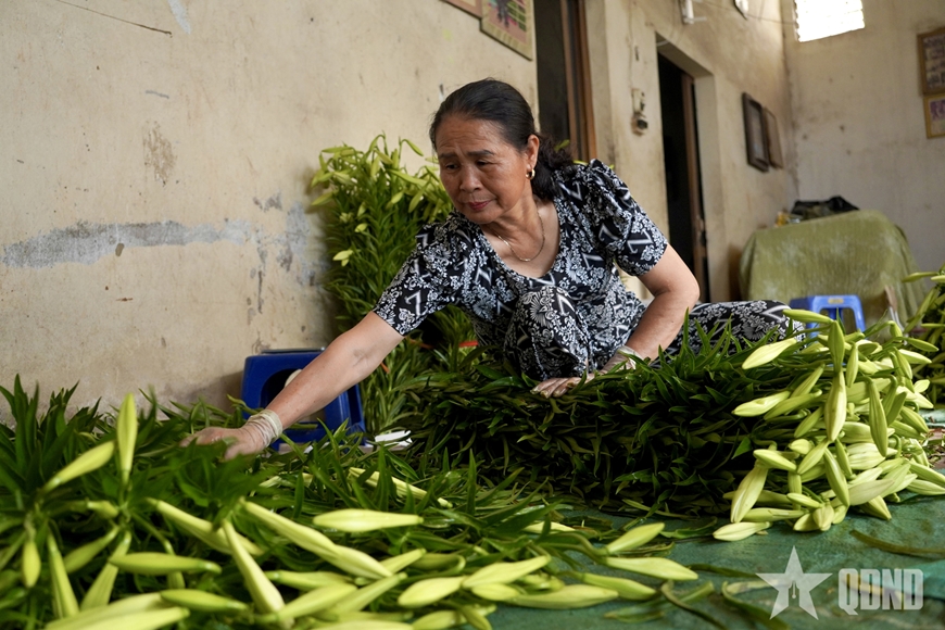 M&ugrave;a loa k&egrave;n khởi sắc tr&ecirc;n đất Thủ đ&ocirc;