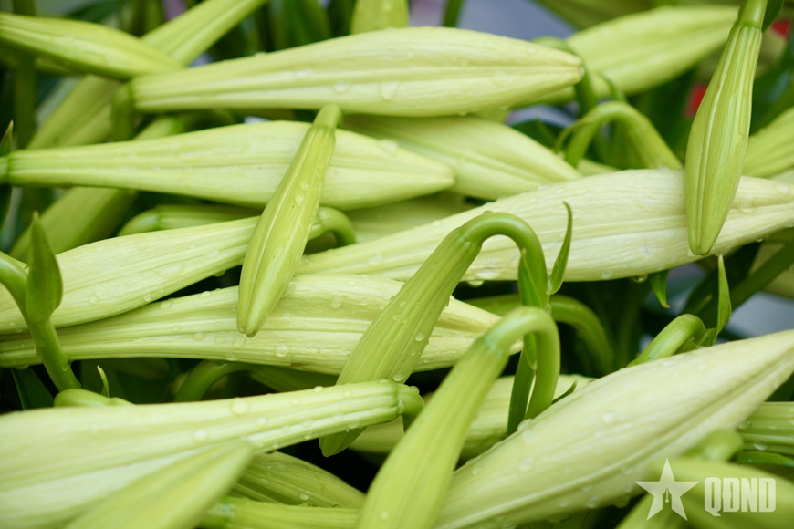 M&ugrave;a loa k&egrave;n khởi sắc tr&ecirc;n đất Thủ đ&ocirc;