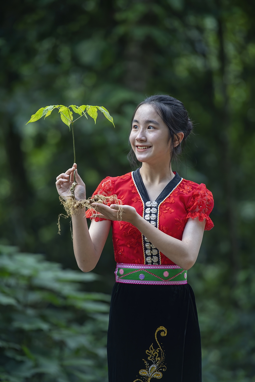 V&igrave; sao s&acirc;m Lai Ch&acirc;u được coi l&agrave; dược liệu qu&yacute;?