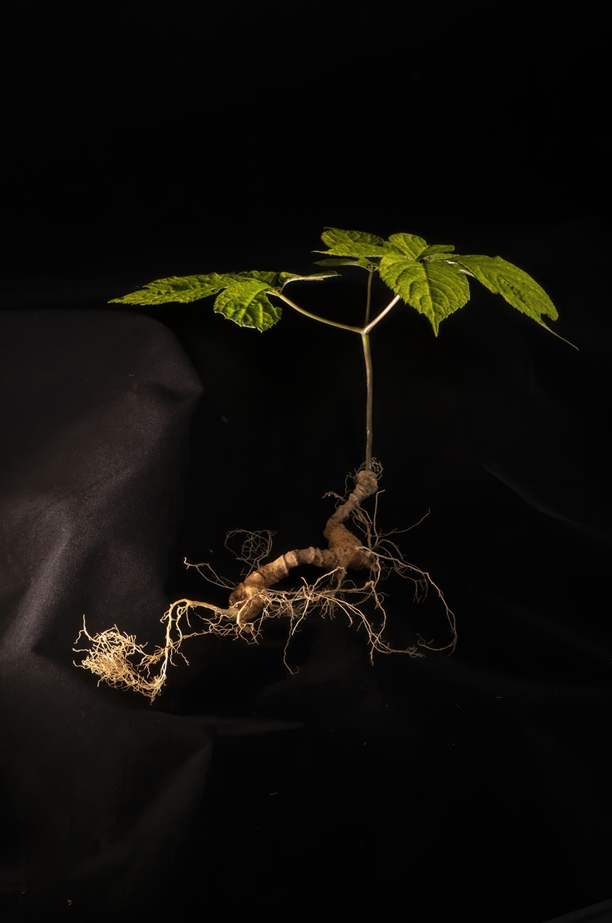 V&igrave; sao s&acirc;m Lai Ch&acirc;u được coi l&agrave; dược liệu qu&yacute;?