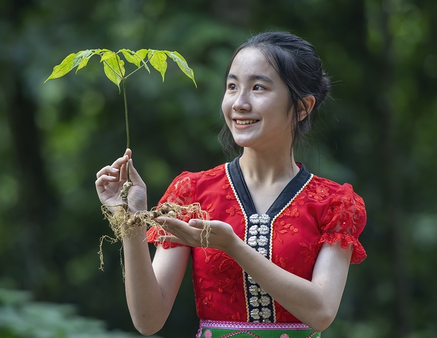 Vì sao sâm Lai Châu được coi là dược liệu quý?