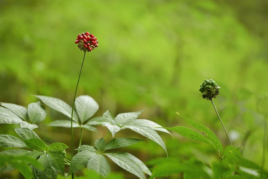 S&acirc;m Lai Ch&acirc;u: Kh&ocirc;ng b&aacute;n củ, b&aacute;n gi&aacute; trị