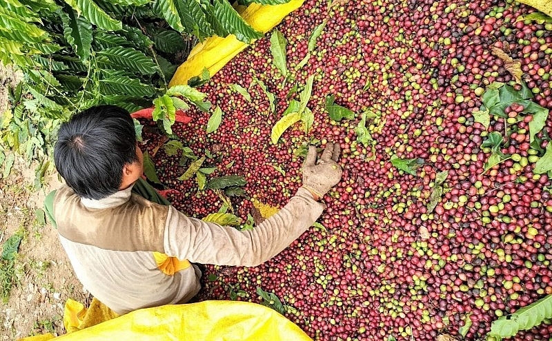 Bản tin n&ocirc;ng sản h&ocirc;m nay (4-5): Gi&aacute; c&agrave; ph&ecirc; giảm mạnh, hồ ti&ecirc;u tăng