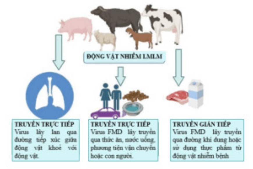 Đề xuất cho nhập khẩn cấp vaccine ngăn ngừa bệnh lở mồm long m&oacute;ng