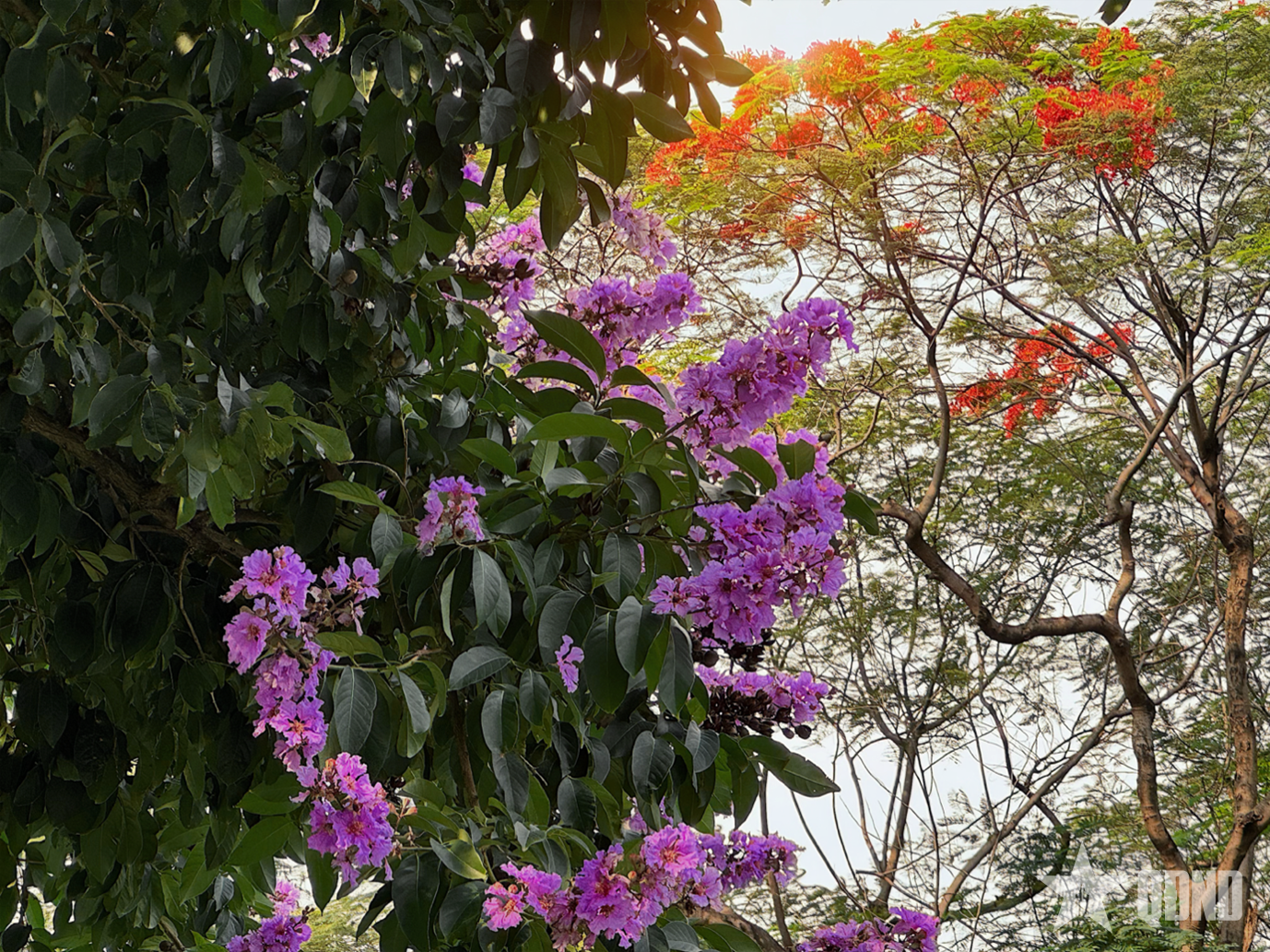 ​Bằng lăng tím gọi hè về trên phố
