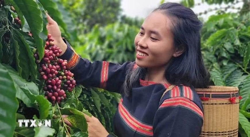 Bản tin nông sản hôm nay (12-5): Giá cà phê giảm nhẹ