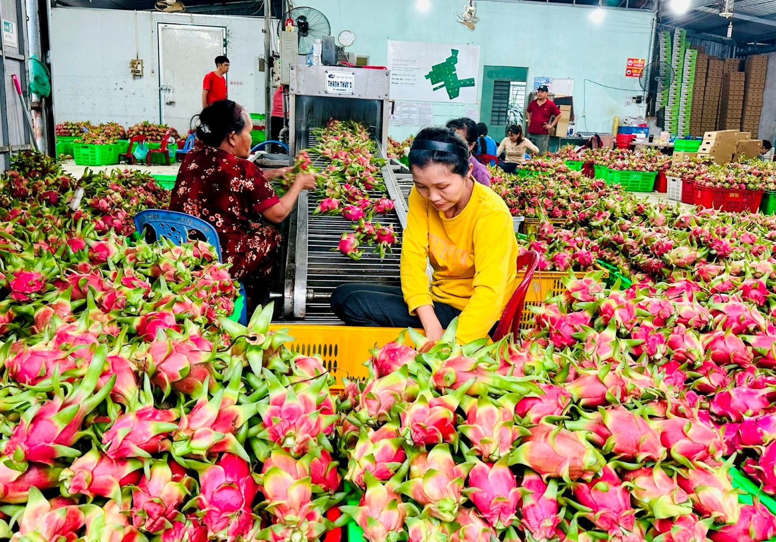 Giữ “tấm vé” vào thị trường EU cho thanh long Việt

