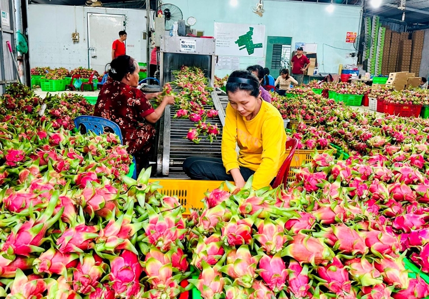 Giữ &ldquo;tấm v&eacute;&rdquo; v&agrave;o thị trường EU cho thanh long Việt