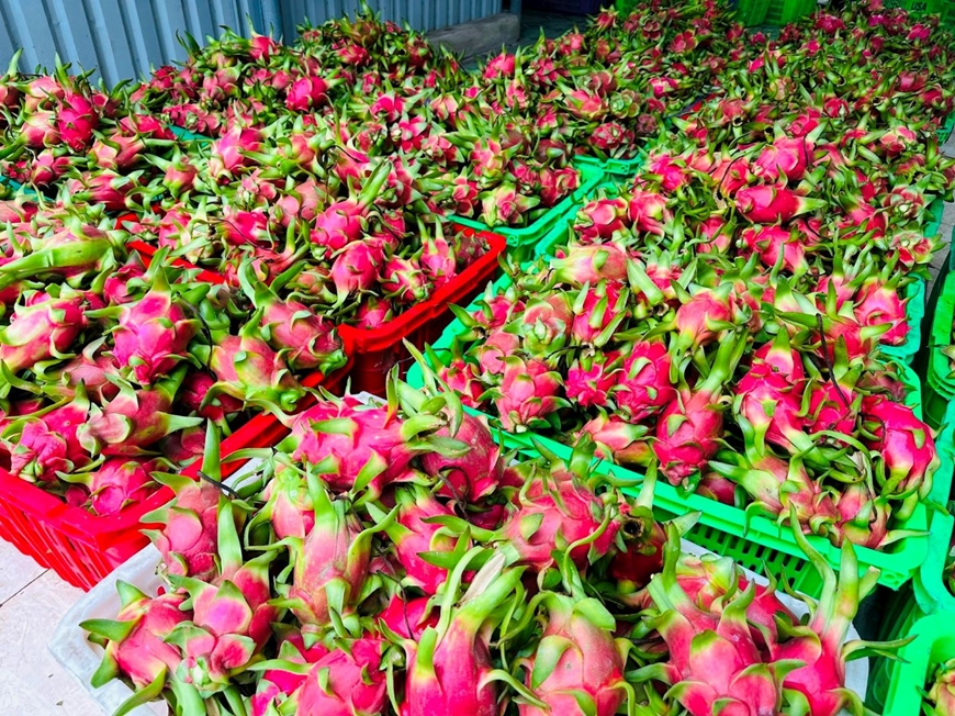 Giữ &ldquo;tấm v&eacute;&rdquo; v&agrave;o thị trường EU cho thanh long Việt