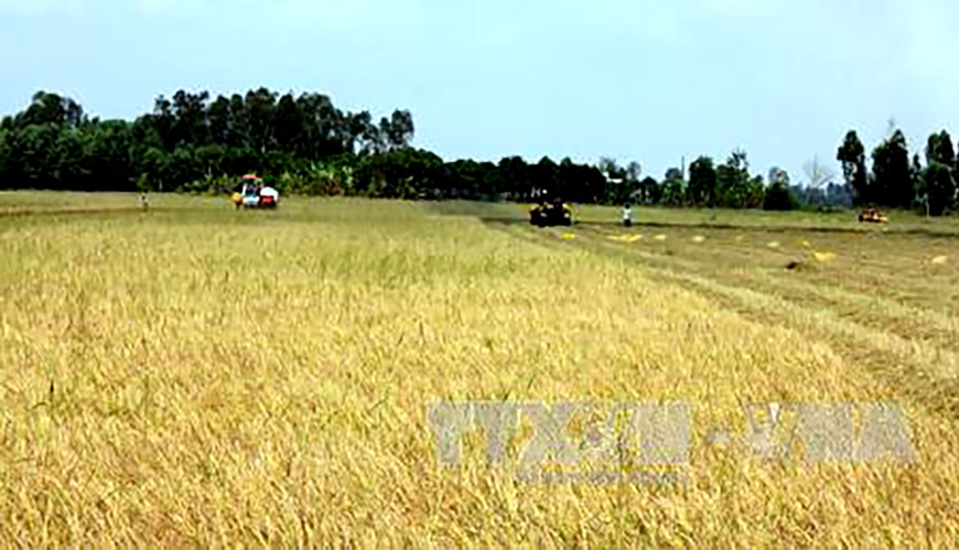 Hà Nội: Dự kiến giảm hơn 700ha đất trồng lúa