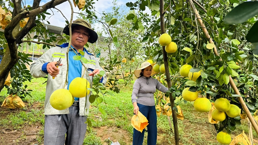 C&ocirc;ng bố Nghị định thư xuất khẩu bưởi, chanh sang Trung Quốc