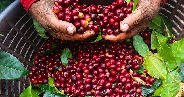 Bản tin n&ocirc;ng sản h&ocirc;m nay (15-5): Gi&aacute; c&agrave; ph&ecirc; tăng mạnh