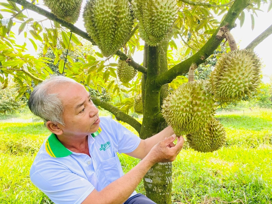 Sầu riêng Việt Nam tăng tốc chinh phục thị trường toàn cầu