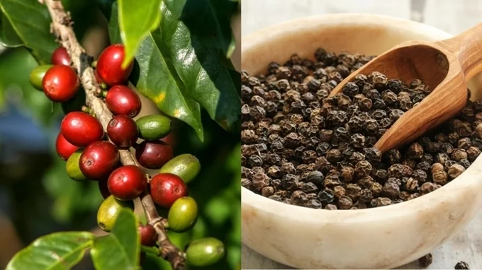 Bản tin n&ocirc;ng sản h&ocirc;m nay (18-5): Gi&aacute; c&agrave; ph&ecirc;, hồ ti&ecirc;u đồng loạt tăng
