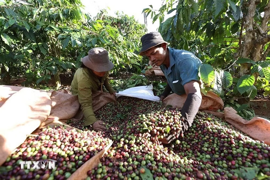Bản tin n&ocirc;ng sản h&ocirc;m nay (20-5): Gi&aacute; c&agrave; ph&ecirc; trong nước giảm s&acirc;u