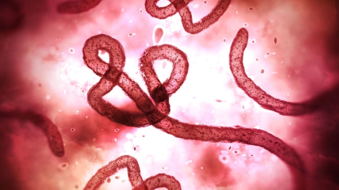 H&agrave; Nội tăng cường gi&aacute;m s&aacute;t, ph&ograve;ng, chống nguy cơ dịch do virus Ebola x&acirc;m nhập