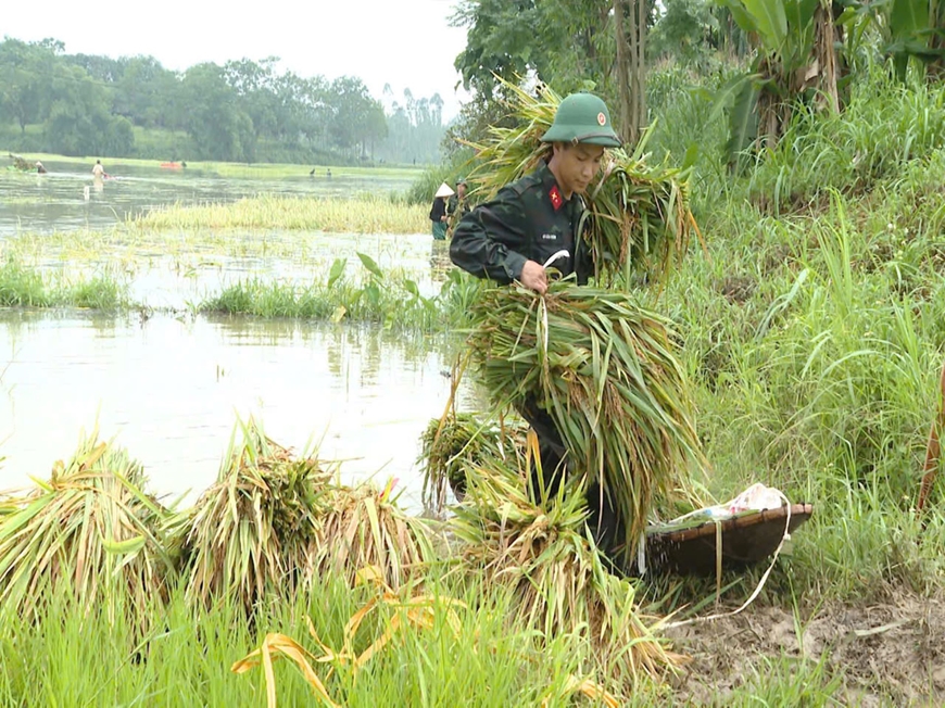 Bộ đội Quân khu 2 cùng nhân dân cứu lúa trên quê hương đất Tổ