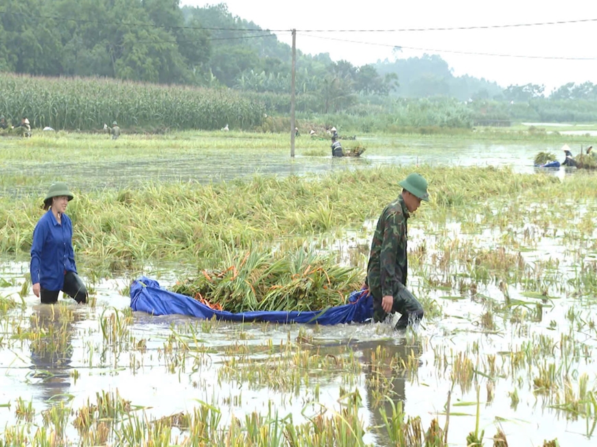 Bộ đội Quân khu 2 cùng nhân dân cứu lúa trên quê hương đất Tổ