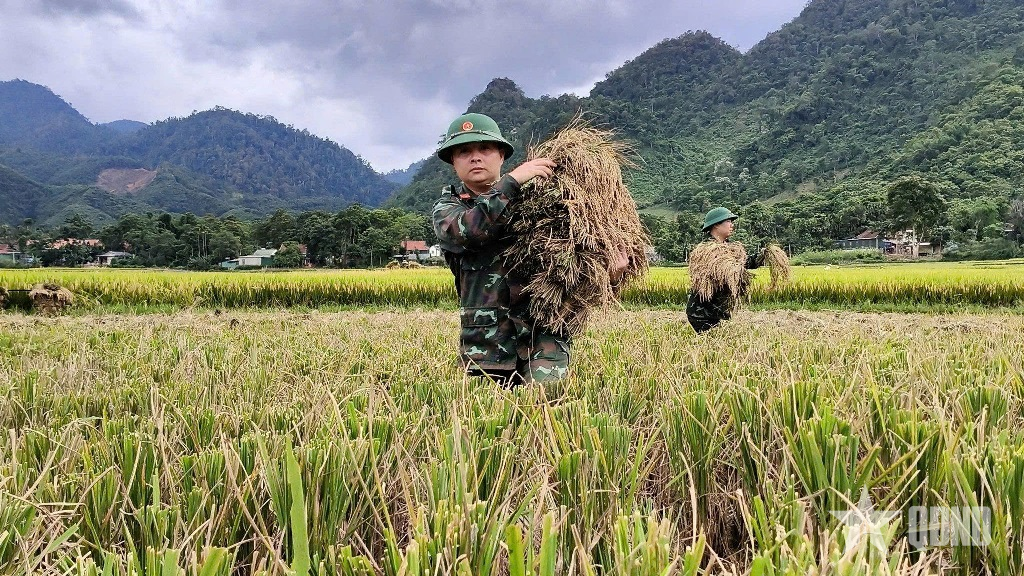 Nghệ An: Cao điểm thu hoạch mùa, bộ đội, công an xuống đồng giúp dân