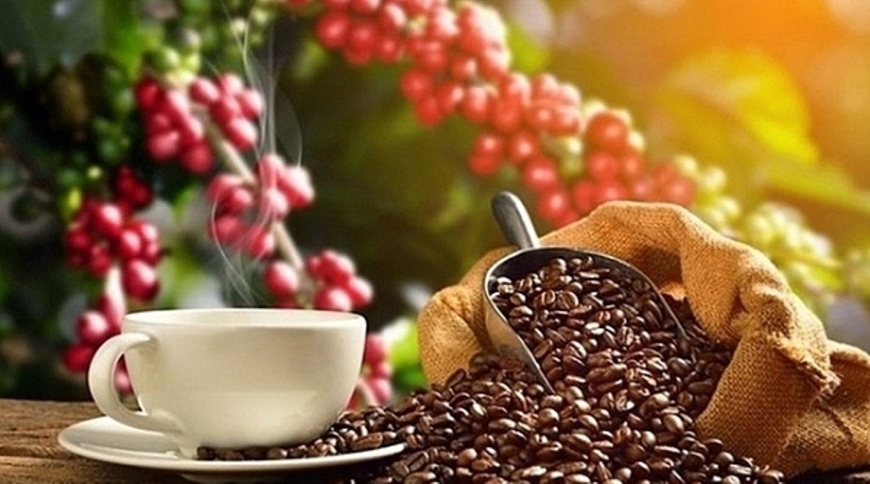 Bản tin n&ocirc;ng sản h&ocirc;m nay (1-6): Gi&aacute; c&agrave; ph&ecirc; trong nước chấm dứt chuỗi tăng