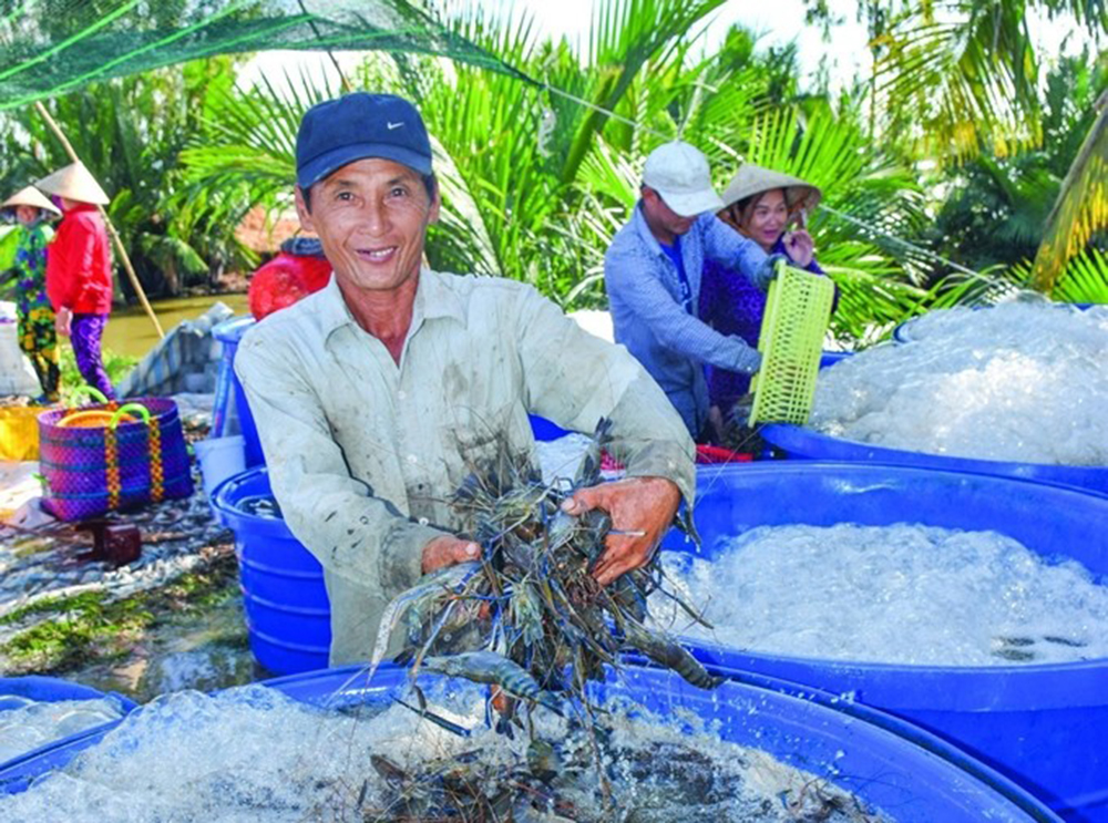 Điểm nghẽn dữ liệu của ngành tôm Đồng bằng sông Cửu Long