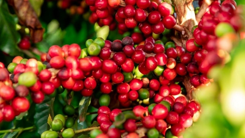 Bản tin nông sản hôm nay (13-6): Giá cà phê tăng mạnh