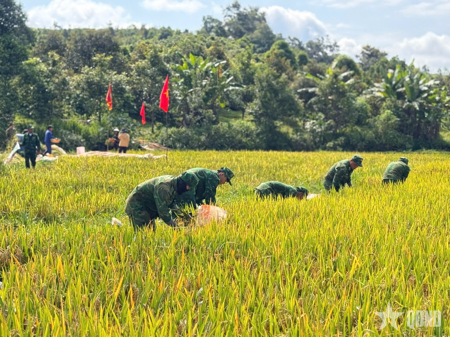Cán bộ, chiến sĩ Đồn Biên phòng Đắk Dang giúp dân thu hoạch lúa