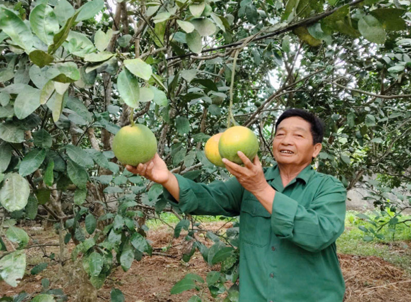 Chi hội trưởng nông dân “hai giỏi” 