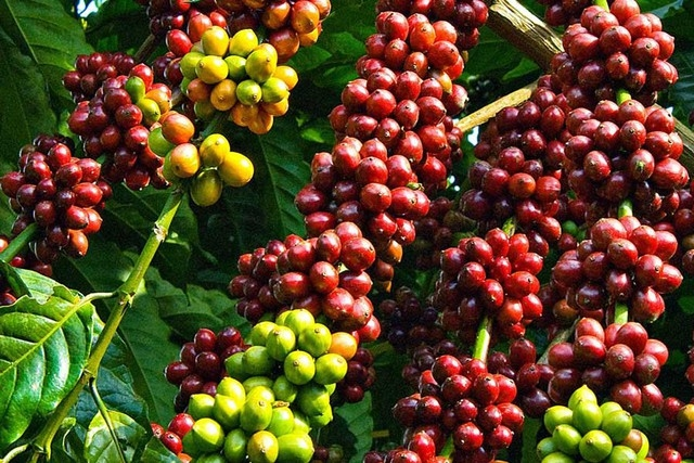 Bản tin nông sản hôm nay (20-6): Giá cà phê tăng mạnh

