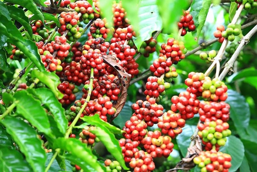Bản tin nông sản hôm nay (23-6): Giá cà phê tăng nhẹ