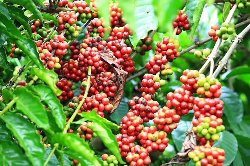 Bản tin n&ocirc;ng sản h&ocirc;m nay (23-6): Gi&aacute; c&agrave; ph&ecirc; tăng nhẹ