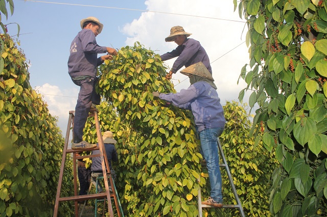 Bản tin n&ocirc;ng sản h&ocirc;m nay (23-6): Gi&aacute; c&agrave; ph&ecirc; tăng nhẹ