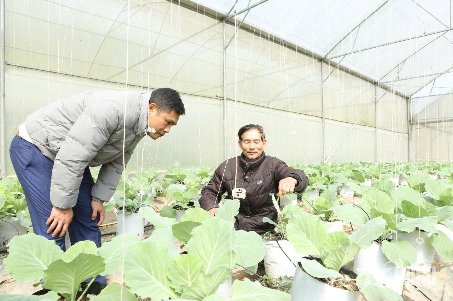 Cựu chiến binh đưa công nghệ trồng rau lên đồi