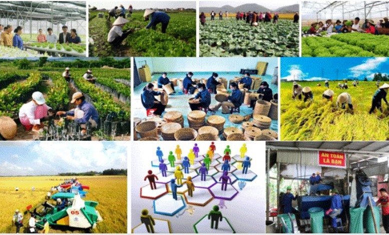 Ph&ecirc; duyệt Chương tr&igrave;nh tổng thể về ph&aacute;t triển kinh tế tập thể giai đoạn 2026 - 2030