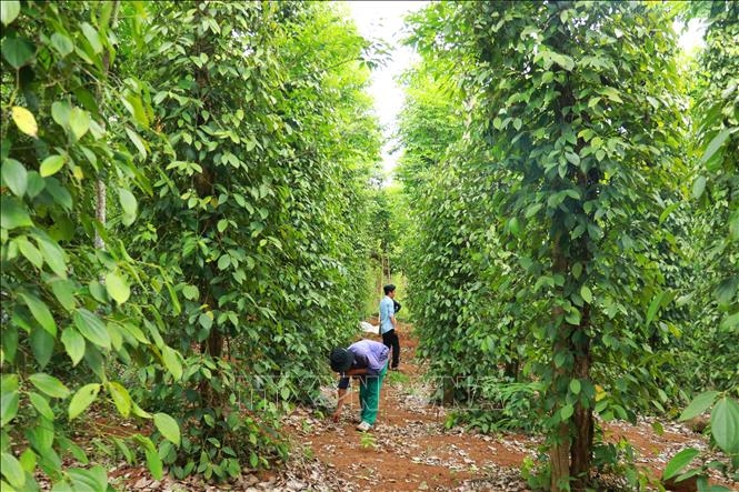 Bản tin n&ocirc;ng sản h&ocirc;m nay (24-6): Gi&aacute; hồ ti&ecirc;u tăng nhẹ