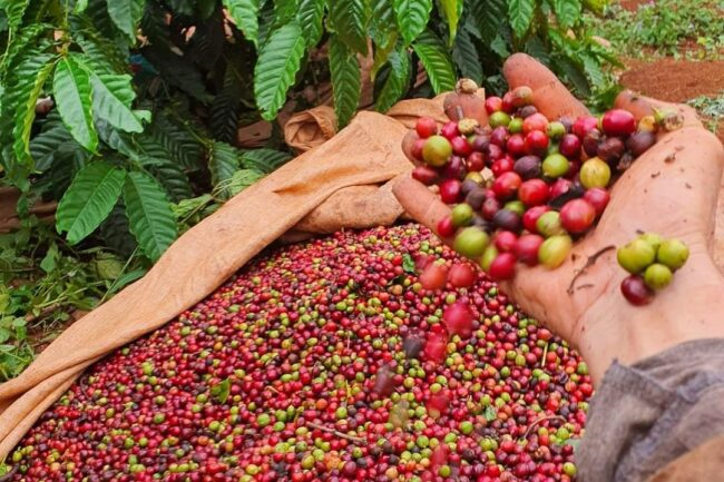 Bản tin nông sản hôm nay (26-6): Giá cà phê trong nước và thế giới đồng loạt tăng
